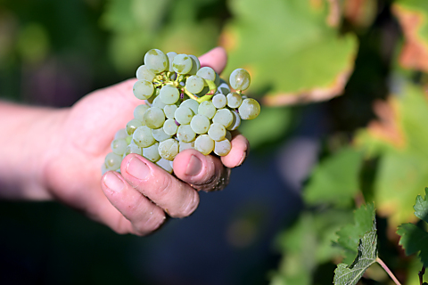 Hitzesommer senkt Weinerntemenge - Qualität aber hoch 